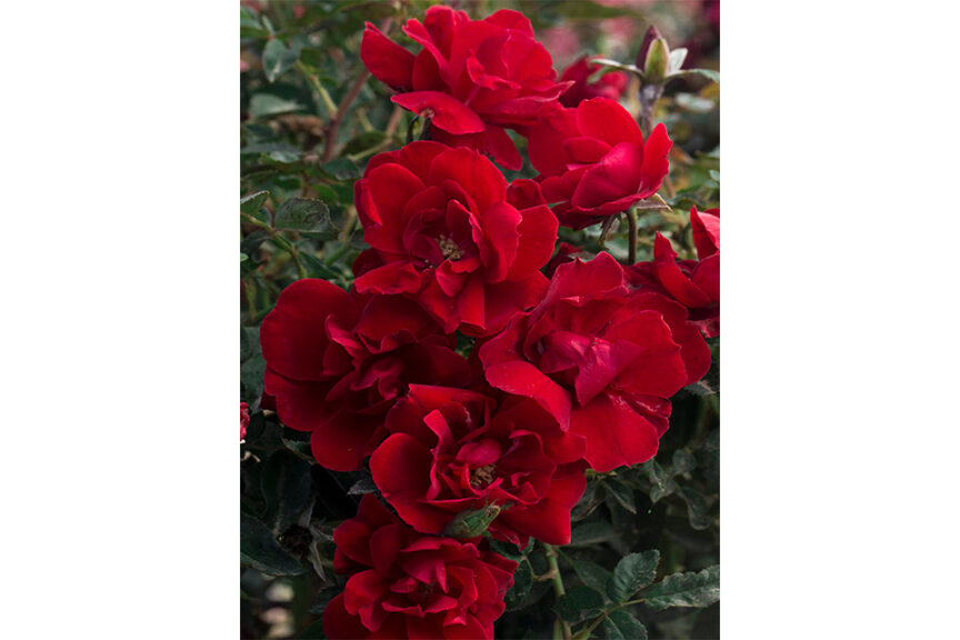 ‘Brick House’ (Star Roses and Plants)