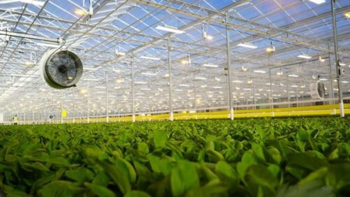 CEA Gets the Spotlight With New Produce Leadership Council