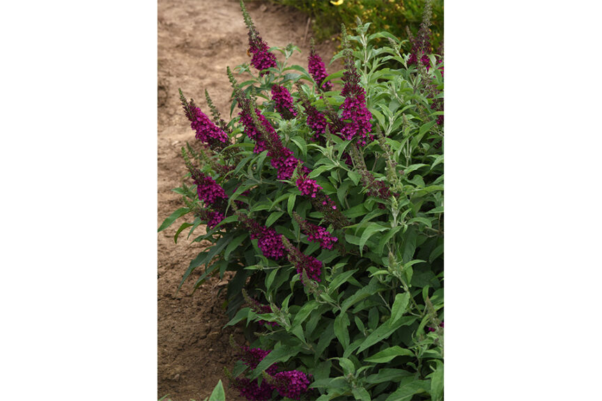 Buddleia Chrysalis Series (Darwin Perennials)  