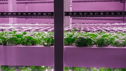 Learn More About New CEA Research Programs, and the People Behind Them