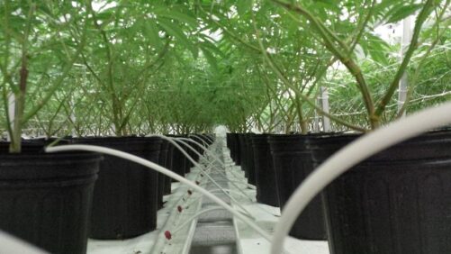 How to Pinch and Prune Your Way to a Successful Cannabis Crop