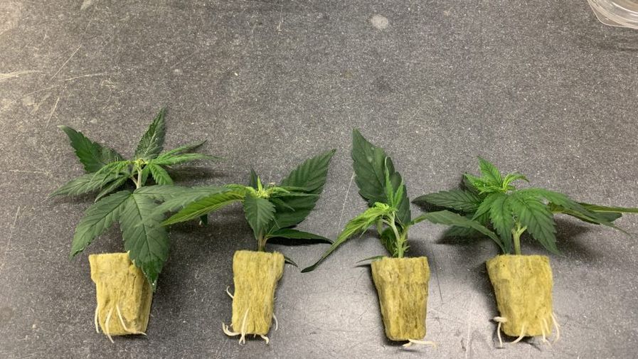 Cannabis Shoots in Culture micropropagation