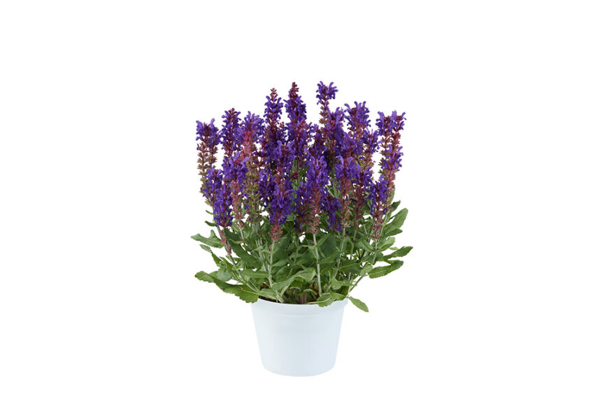 Salvia nemorosa ‘Dark Matter’ (ThinkPlants/Danziger)  