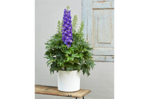 Delphinium ‘Delgenius Glitzy’ (Pacific Plug & Liner)  