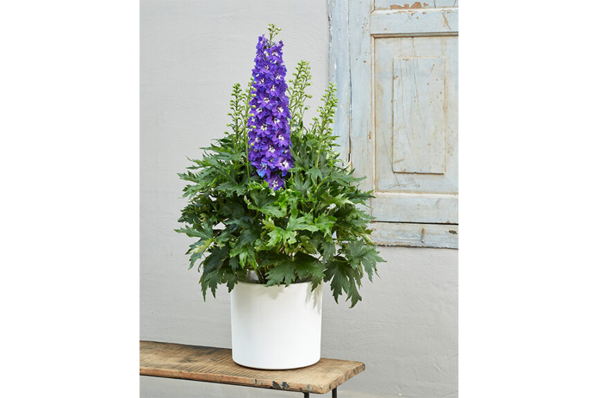 Delphinium ‘Delgenius Glitzy’ (Pacific Plug & Liner)  