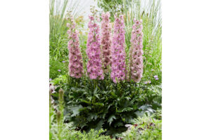 Delphinium Delgenius Series (Pacific Plug & Liner)  