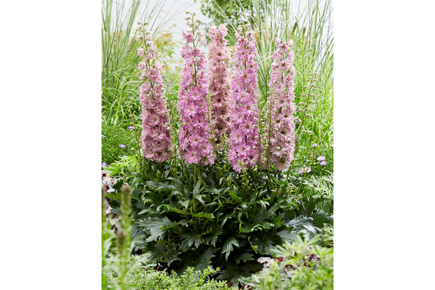 Delphinium Delgenius Series (Pacific Plug & Liner)  