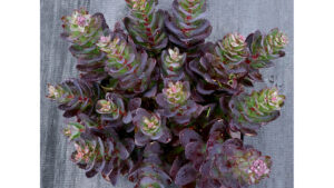 A Sneak Peek of New Shrubs and Perennials to Expect at California Summer Trials 2021