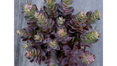 A Sneak Peek of New Shrubs and Perennials to Expect at California Summer Trials 2021