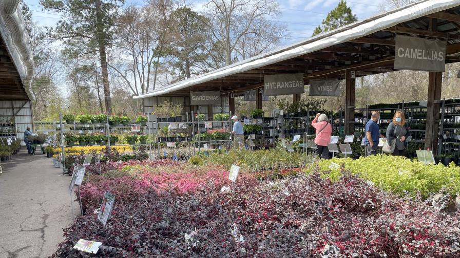 Browsing at Growers Outlet in Georgia