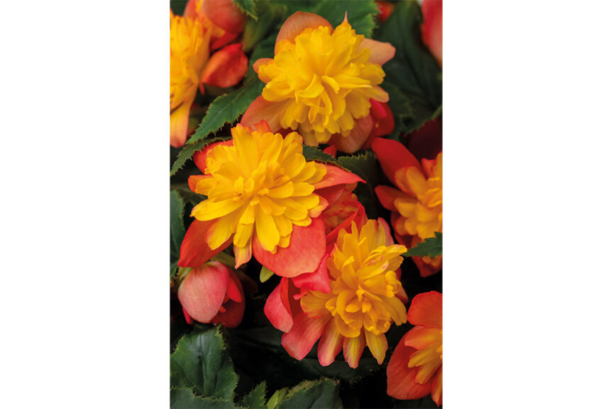 Begonia ‘Rise Up Harlequin’ (Westhoff) 