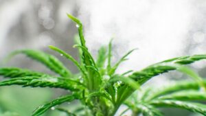 The Top Five Cannabis Headlines of 2021