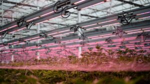 Matching Your Cannabis Growing Facility to Your Location