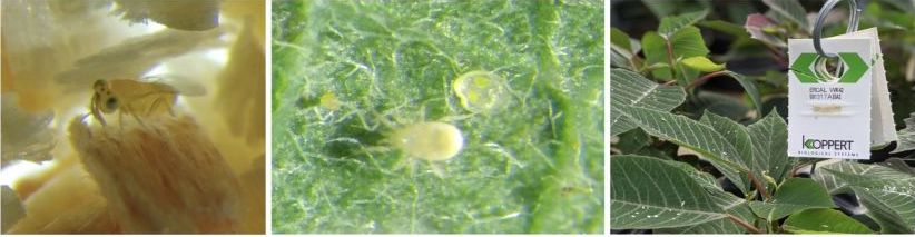 whiteflies in poinsettias
