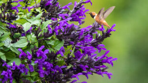 Plants That Will Bring Pollinators to Consumers’ Gardens Coming to California Summer Trials 2021