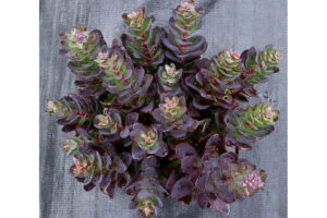 Sedum ‘Conga Line’ (ThinkPlants/Terra Nova Nurseries)  