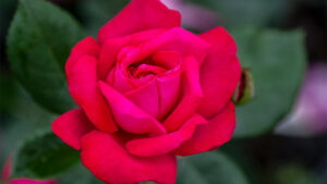 Rose Growers Announce Award-Winning Varieties for Sustainability