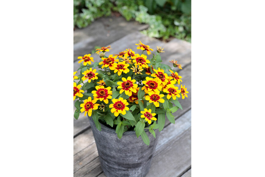 Zinnia ‘Profusion Red Yellow Bicolor’ (Sakata Ornamentals) 