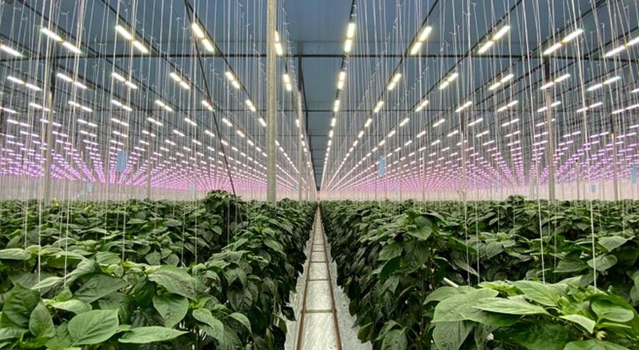 high tech LED lights in the greenhouse