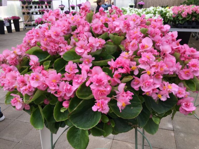 Fiona Begonia Series