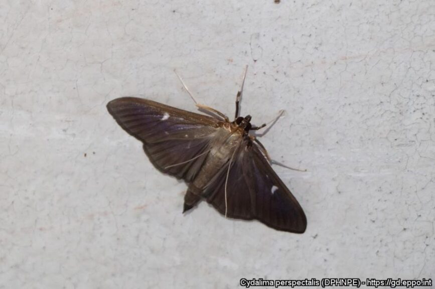 Box Tree Moth Adult (Dark form)