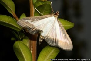 Box Tree Moth Adult