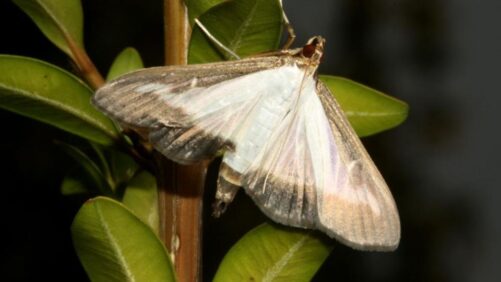 A New Boxwood Pest Has Been Found in Three States
