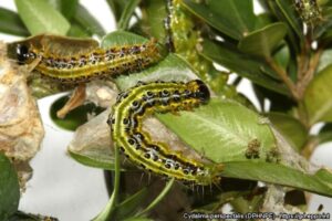 Box Tree Moth Caterpillars