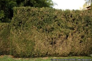 Box Tree Moth Damage