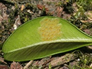 Box Tree Moth Egg Mass Under Leaves
