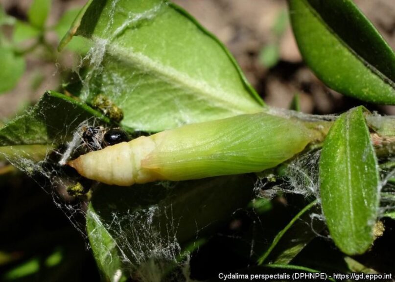 Box Tree Moth Pupae