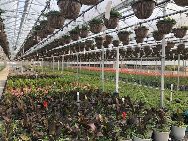 Casa Verde Growers