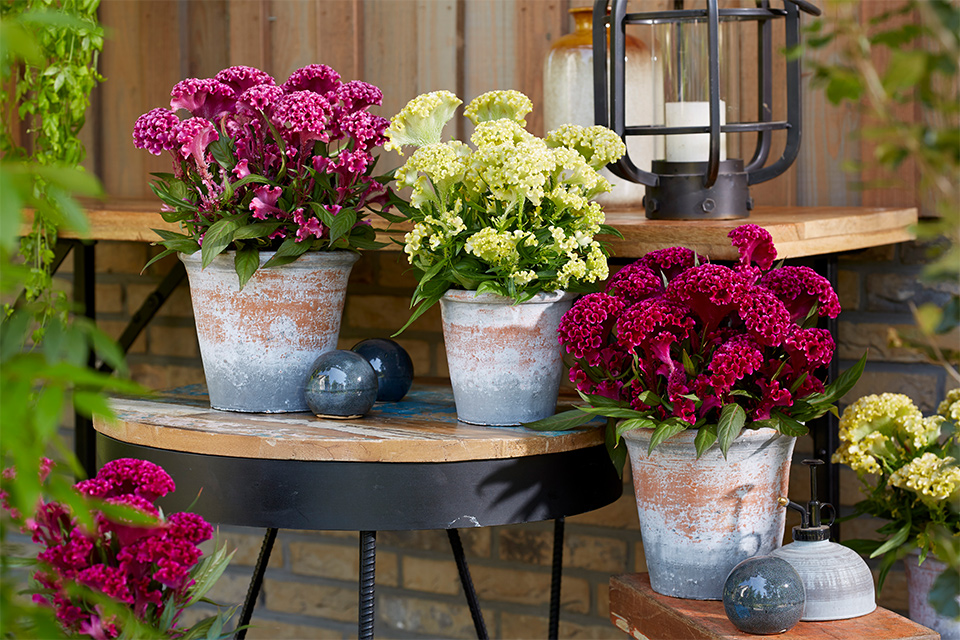 New Potted Plants, Hanging Baskets, and Combination Containers to Expect at  California Summer Trials - Greenhouse Grower