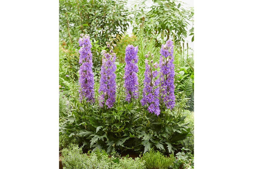 Delphinium ‘Delgenius Breezin’ (Pacific Plug & Liner)   