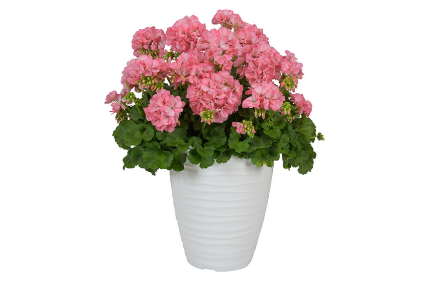 Geranium ‘Big EEZE Sakura’ (Dümmen Orange)