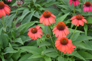2020 Industry’s Choice Winner: Echinacea Artisan Collection (Kieft Seed)