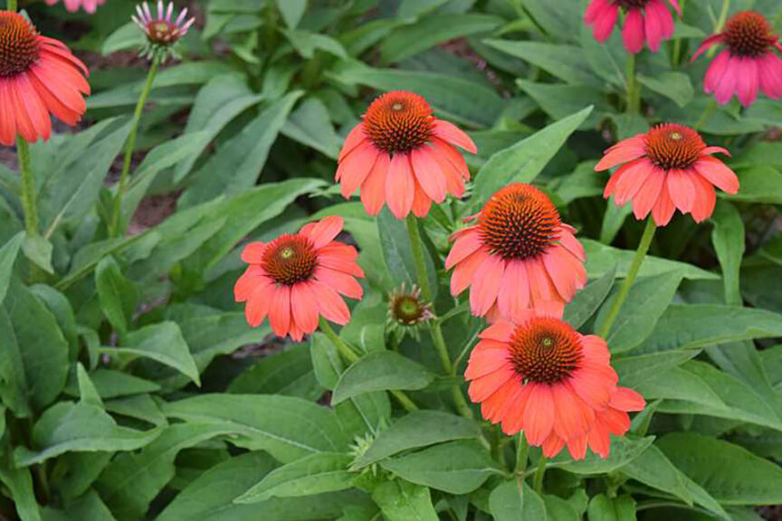 2020 Industry’s Choice Winner: Echinacea Artisan Collection (Kieft Seed)