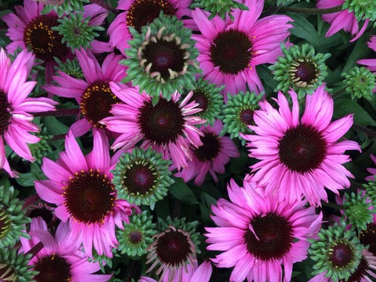 Echinacea 'Mooodz Courage' (HilverdaFlorist)