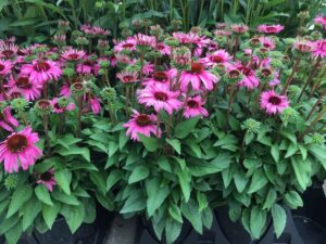 Echinacea ‘Mooodz Courage’