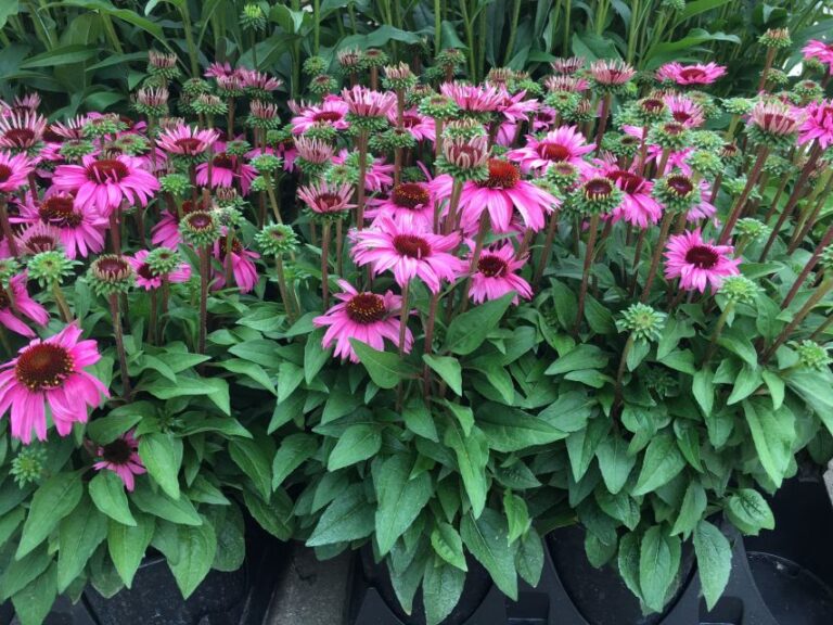 Echinacea ‘Mooodz Courage’