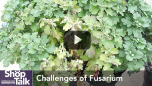 What to Know About Fusarium in Greenhouse Cannabis (Video)