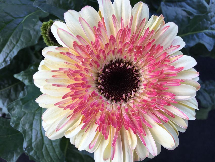 Garvinea Gerbera Garvinea Karoo (Flamingo Holland)