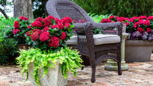 California Summer Trials 2021: New Options for Sizzling Summer Garden Color