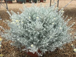 Helichrysum stoechas ‘Sylvita Basket’ (Ernst Benary of America)