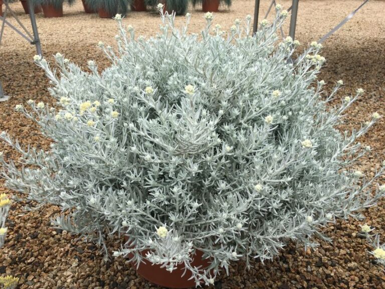 Helichrysum stoechas ‘Sylvita Basket’ (Ernst Benary of America)