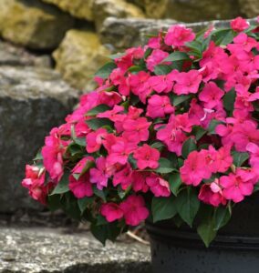 Got Impatiens! Try a Combo