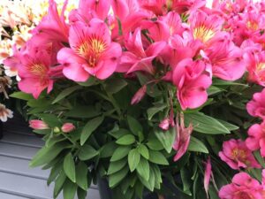 Inticancha alstroemeria (HilverdaFlorist)
