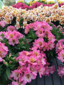 Inticancha Alstroemeria