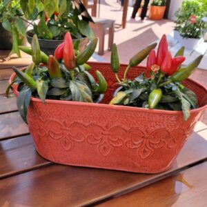 Best Program: Kitchen Minis Program, PanAmerican Seed