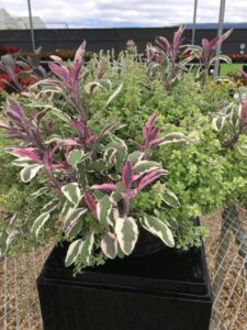 Mix a Herb Series (Ernst Benary of America)